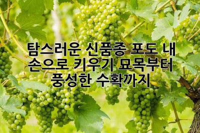 탐스러운 신품종 포도, 내 손으로 키우기: 묘목부터 풍성한 수확까지!