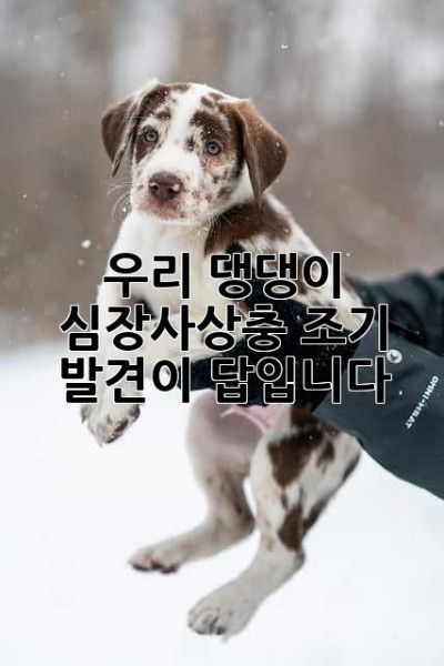 우리 댕댕이, 심장사상충?! 조기 발견이 답입니다!